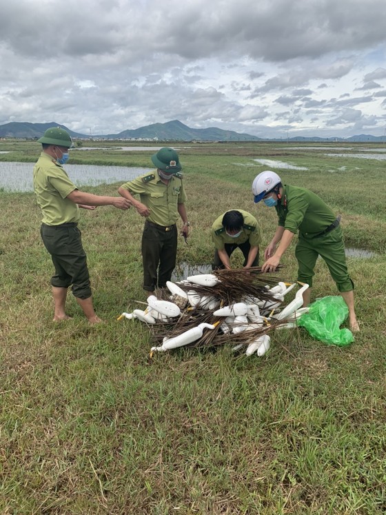 Hà Tĩnh: Tăng cường xử lý tình trạng săn bắt chim tự nhiên, động vật hoang dã ảnh 3