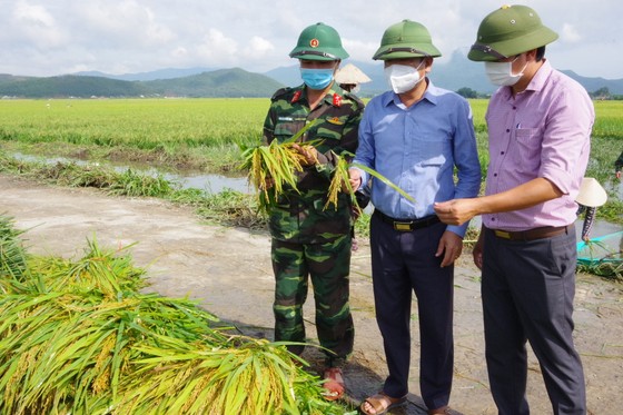 Hà Tĩnh: Lúa vụ hè thu đạt năng suất cao nhất từ trước tới nay ảnh 1