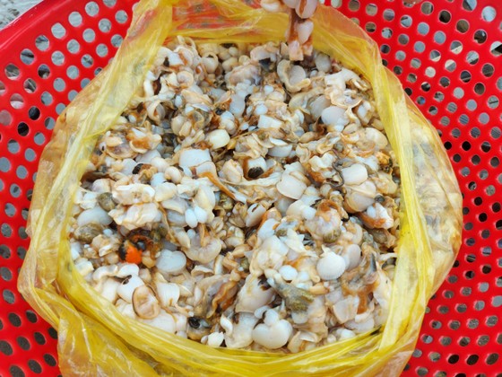Người dân Hà Tĩnh đổ xô đi nhặt 'lộc biển' ảnh 15