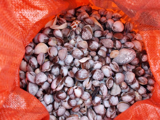 Người dân Hà Tĩnh đổ xô đi nhặt 'lộc biển' ảnh 14