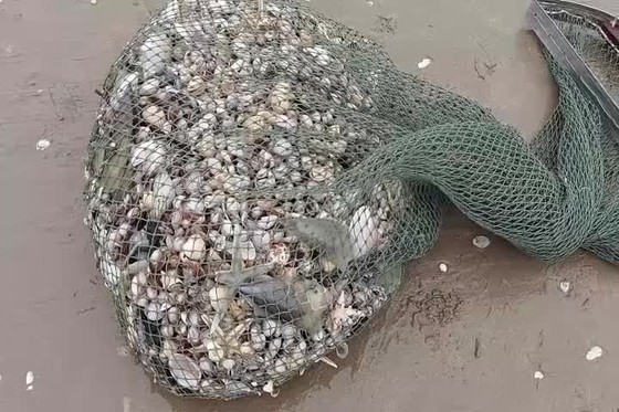 Người dân Hà Tĩnh đổ xô đi nhặt 'lộc biển' ảnh 16