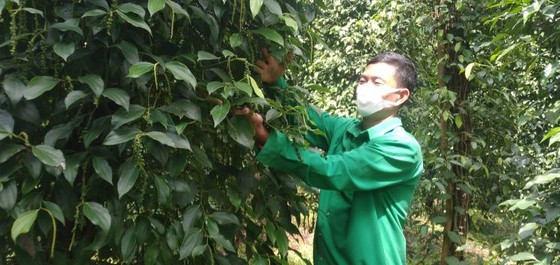 Đi lên nhờ trồng tiêu sạch ảnh 1