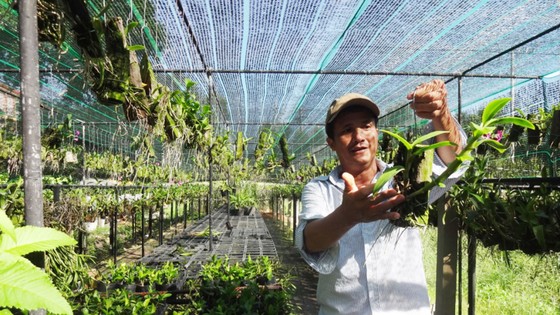25 năm sống khỏe với nghề trồng lan ảnh 1