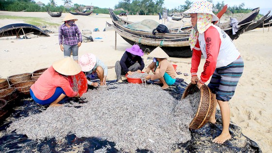 Vươn khơi bám biển: Khi đàn cá trở về ảnh 1