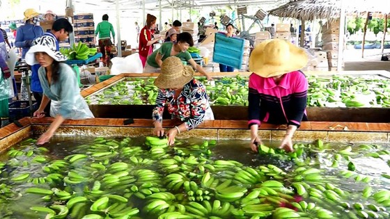 Đột phá xuất khẩu nông lâm thủy sản ảnh 1