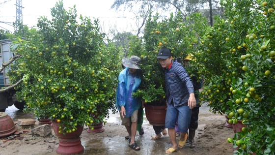 Mừng, lo quất tết Hội An ảnh 1