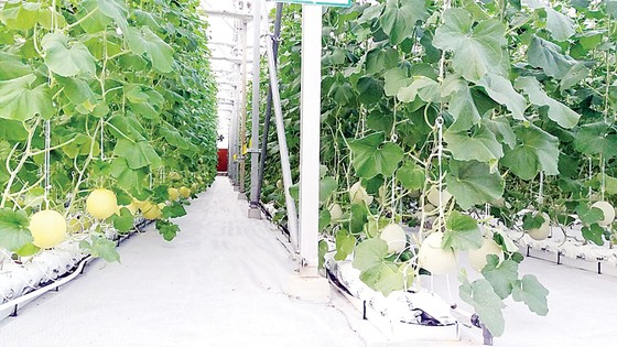 Khám phá nông nghiệp hàng đầu thế giới bên trong VinEco Nam Hội An ảnh 3