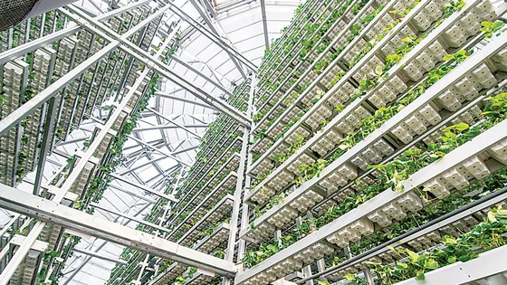 Khám phá nông nghiệp hàng đầu thế giới bên trong VinEco Nam Hội An ảnh 2