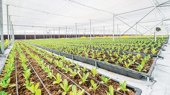 Khám phá nông nghiệp hàng đầu thế giới bên trong VinEco Nam Hội An ảnh 4