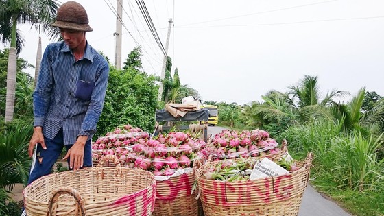 Sản xuất và xuất khẩu cây ăn quả: Thiếu thông tin về thị trường tiêu thụ ảnh 1