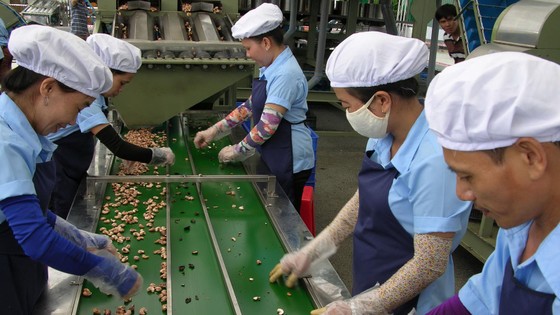 Vinacas cảnh báo tình trạng nhập điều thô kém chất lượng ảnh 1