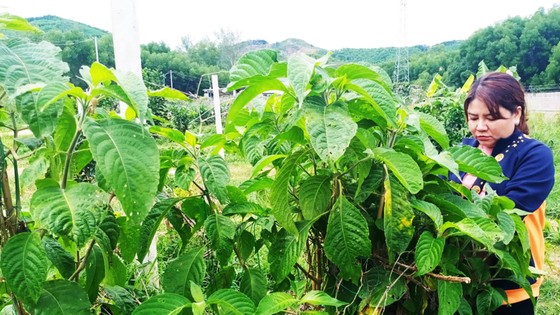 Nuôi heo bằng... thảo mộc ảnh 1