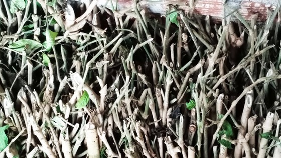 Nuôi heo bằng... thảo mộc ảnh 2