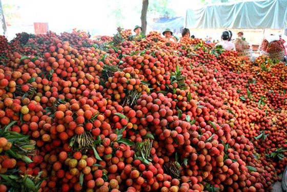 Bắc Giang sẽ tiêu thụ vải thiều ra sao giữa đại dịch Covid-19? ảnh 1