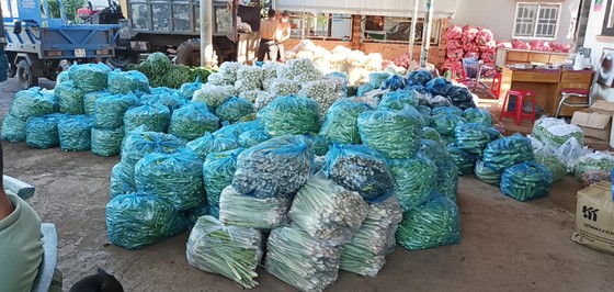 Rau củ ế đầy đồng không ai mua ảnh 2
