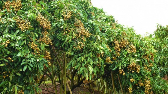 Bộ Nông nghiệp đang bàn chuyện tiêu thụ nhãn, chuối, tôm cua… cho miền Nam ảnh 1
