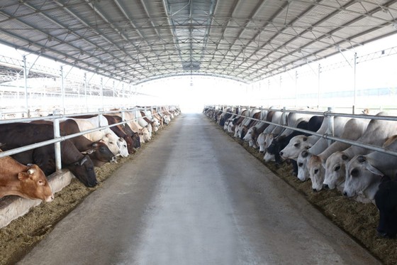 Bầu Đức lại gửi tâm thư cho cổ đông, cho biết đang dồn lực nuôi heo ảnh 1