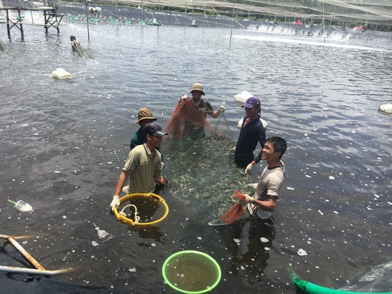 Chăn nuôi, thủy sản đang thua lỗ hàng tỷ đồng mỗi ngày do dịch Covid-19 ảnh 1