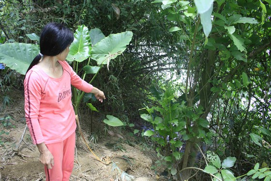 Quảng Ngãi: 36 hộ lo sông cuốn hết đất ở ảnh 1