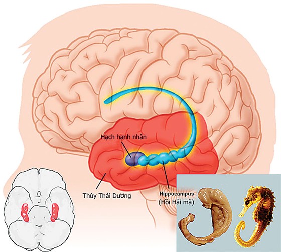 Nấm đầu khỉ Hericium: Hướng đi mới cho việc cải thiện chất lượng trí não ảnh 1