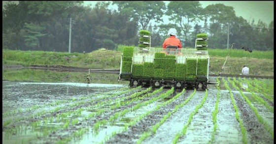Nhật Bản đầu tư trồng lúa ở châu Á ảnh 1