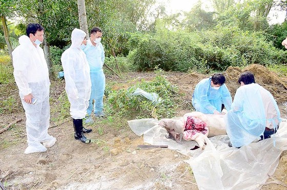 Tìm nguyên nhân phát sinh dịch tả heo châu Phi ở thôn Hiền An ảnh 1