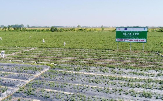 Tan biến nỗi lo phải chữa bệnh bằng "rác thuốc" ảnh 1