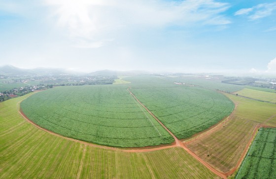 TH true MILK đạt giải Vàng Chất lượng quốc gia 2019 - 2020 ảnh 4
