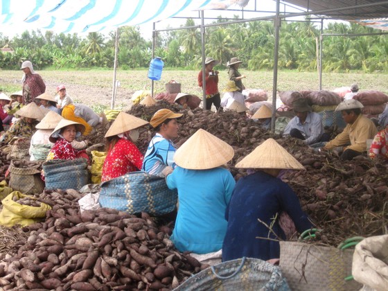 Sản xuất, tiêu thụ nông sản: Vẫn loay hoay bài toán thị trường ảnh 1