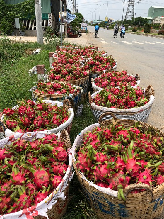 Thanh long rớt giá, diện tích vẫn tăng ảnh 1