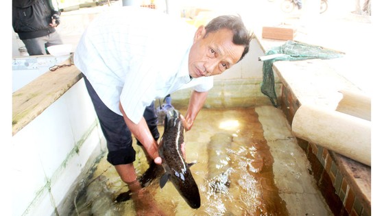 'Vua cá chình' đầm Trà Ổ ảnh 1