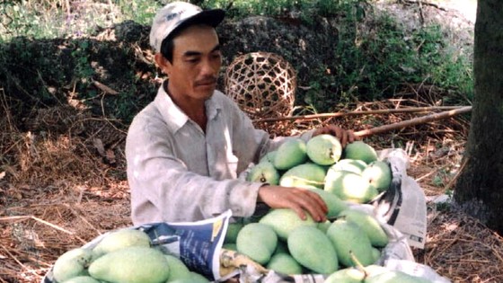 Liên kết tìm đầu ra cho trái xoài ảnh 1