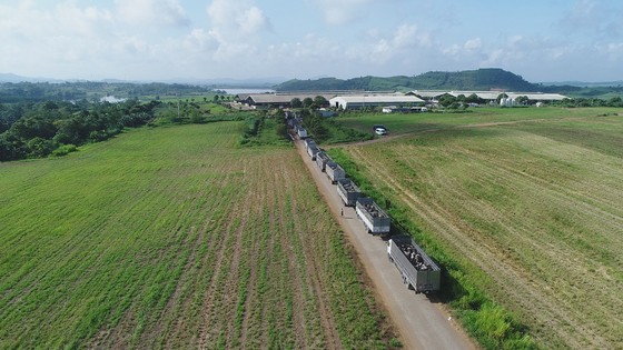 Vững đà tăng trưởng, TH true MILK đón đàn bò sữa cao sản nhập khẩu đầu tiên trong năm 2021 ảnh 3