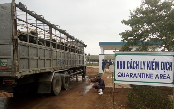 Vững đà tăng trưởng, TH true MILK đón đàn bò sữa cao sản nhập khẩu đầu tiên trong năm 2021 ảnh 4