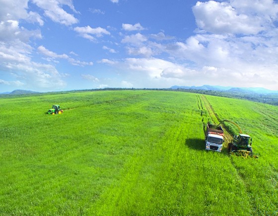 Vững đà tăng trưởng, TH true MILK đón đàn bò sữa cao sản nhập khẩu đầu tiên trong năm 2021 ảnh 5
