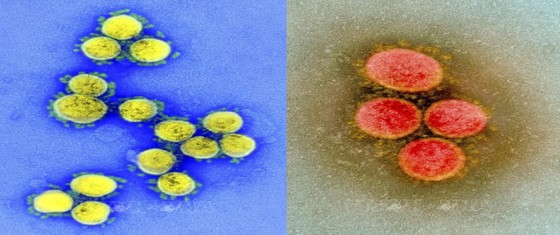 Phát hiện biến thể mới của virus SARS-CoV-2 chứa đột biến lạ ảnh 1