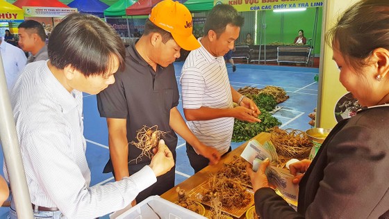 Thách thức bảo tồn và phát triển “quốc bảo” sâm Ngọc Linh - Bài 2: Thúc đẩy thương hiệu ảnh 2