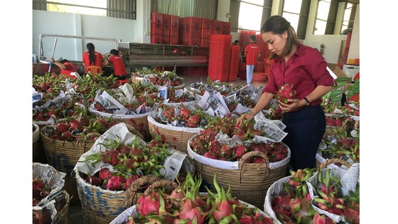 Tìm thị trường tiêu thụ nông - thủy sản ảnh 1