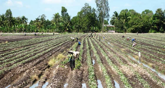 Cù lao mía chuyển mình ảnh 1