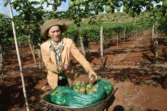 Giao dịch thương mại Việt Nam - EU: Bắt nhịp sôi động ảnh 1