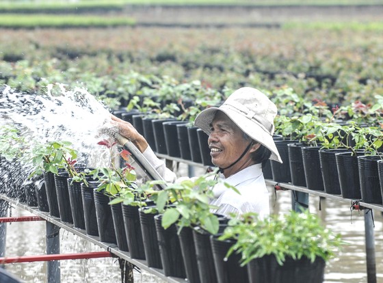 ĐBSCL vào mùa hoa tết ảnh 1
