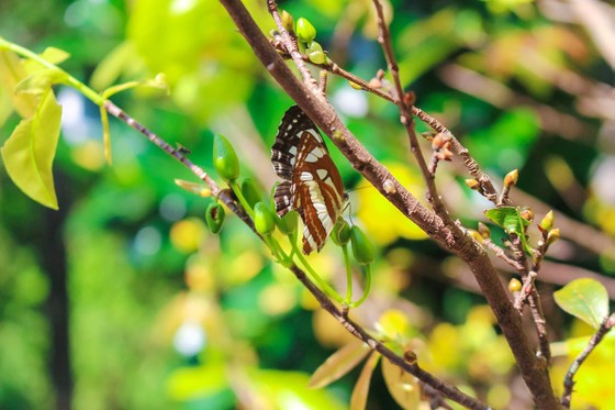 Trông mai ngóng tết ảnh 1