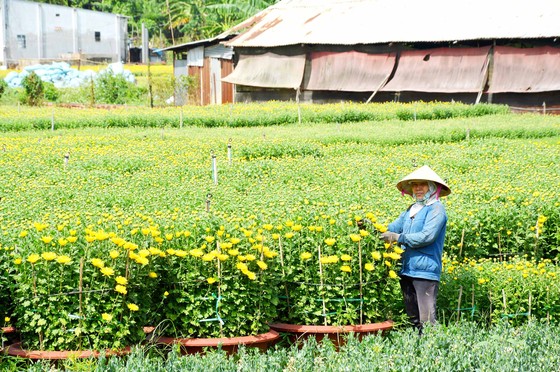 Giữ danh nghề trồng hoa Gò Vấp ảnh 1