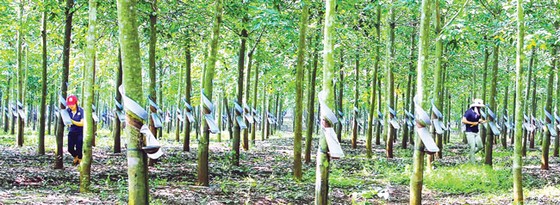 Cẩn trọng nhóm cổ phiếu Gia Lai ảnh 2