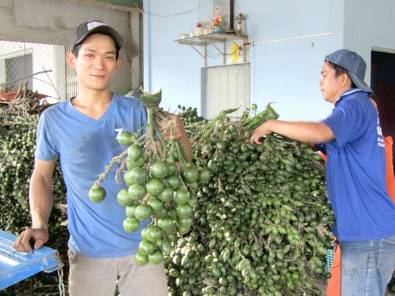 Thương lái Trung Quốc lại săn mua cau non sấy khô ảnh 1