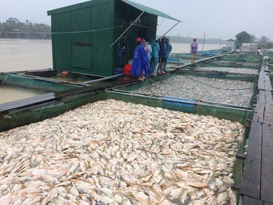 Nước mắt bên sông Bồ ảnh 2