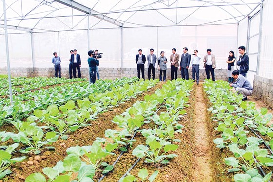 Sản xuất nông nghiệp hữu cơ: Đón xu đầu xu thế tiêu dùng bùng nổ ảnh 2