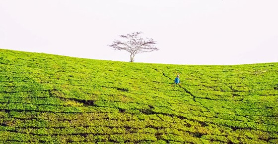 Tạo dáng cho đồi chè ảnh 2