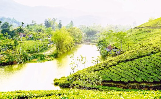 Tạo dáng cho đồi chè ảnh 3