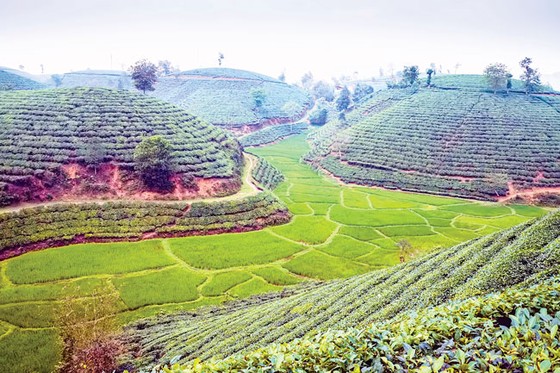 Tạo dáng cho đồi chè ảnh 1